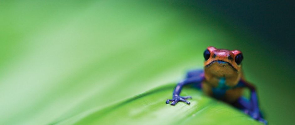 Help the environment with HP’s Ecosolutions training