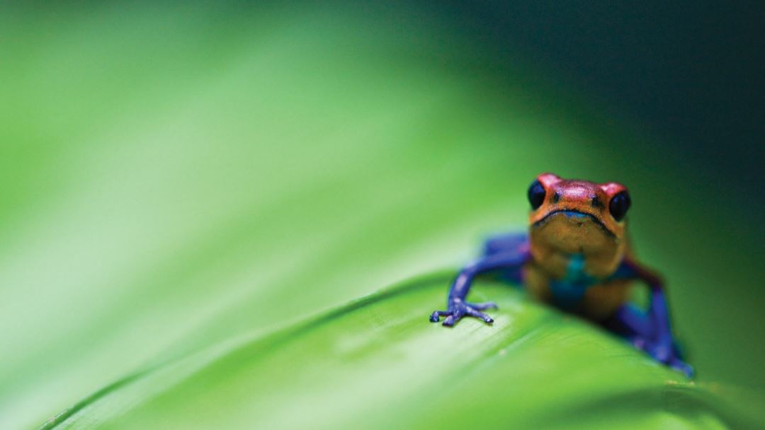 Help the environment with HP’s Ecosolutions training - Featured Image